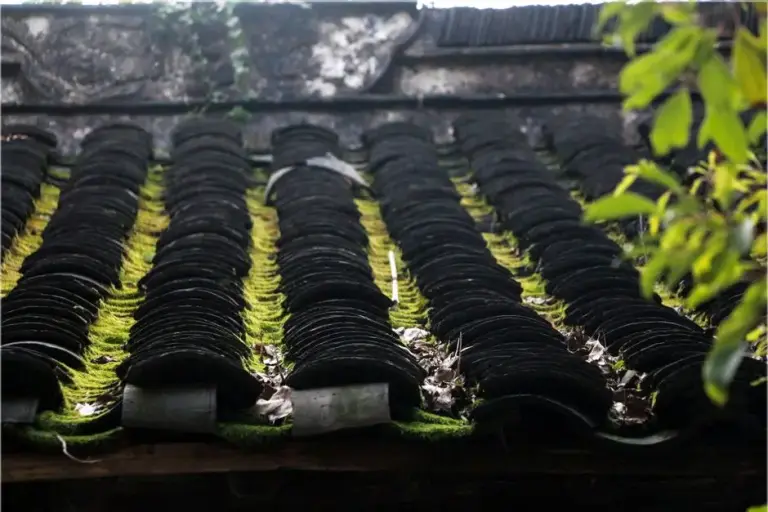 Curved roof tiles covered in black streaks and bright green moss