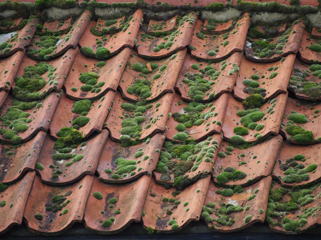 How to Hire a Local Roof Algae Cleaning Service Without Getting Ripped Off